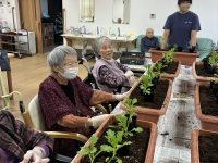 みらいホーム　花植え