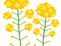 【秀峰荘デイサービス】菜の花満開です