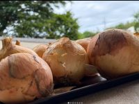 長田中学校の生徒さん達が作った玉ねぎ！！